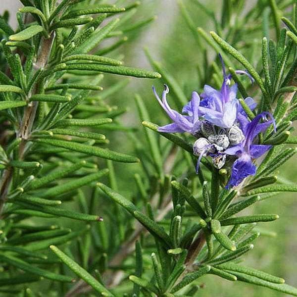 See full amazon price history chart for PlantaZee Rosemary Salvia Rosmarinus Live Plant Indoor/Outdoor Plant Herbs, live herb plant, Rosemary plant PlantaZee Rosemary Salvia Rosmarinus Live Plant Indoor/Outdoor Plant Herbs, live herb plant, Rosemary plant (B0C7H5ZZHG) Amazon Price History, Amazon Price Tracker
