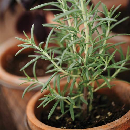 Amazon.com : 1134-Rosemary (Rosmarinus officinalis) Seeds by