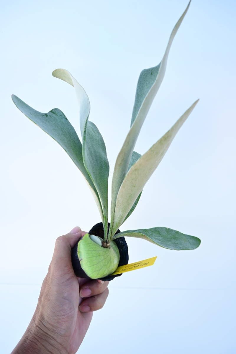 Amazon.co.jp: P.OMO 'Polar Bear'② @bikamori.com オモ ポーラー