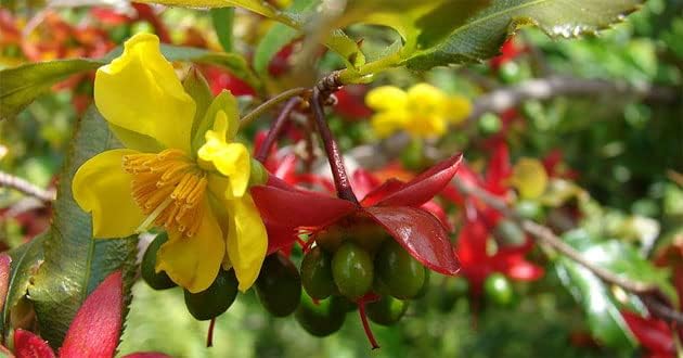 Mickey Mouse vietnamita - Más información - 1 a 2 pies de alto - Se envía en maceta de 6"