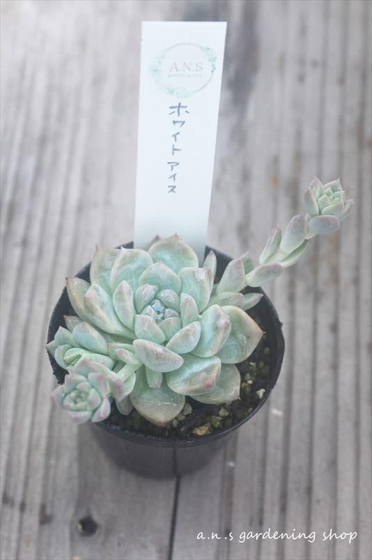 Amazon.co.jp: ホワイトアイス＊多肉多肉植物美苗エケベリア : DIY