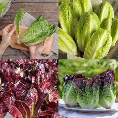 semillas de lechuga 300pcs