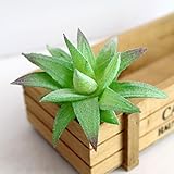 【Variété de tailles et de styles】 : choisissez parmi une gamme d'options, y compris le cœur pauline vert, le givalen vert, le pâturin vert, l'aloe vera à petite bouche, le lotus givré, le lotus qui coule, et plus encore. Dimensions et poids uniques.