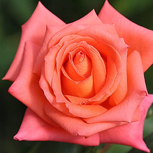Folklore Orange Rose Plant image