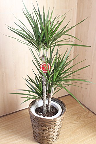 観葉植物 ドラセナ コンシンナ コンシンネ 龍 曲がり ７号鉢 観葉植物 ドラセナ コンシンネ 8号 曲り（龍） 竹バスケット 付き