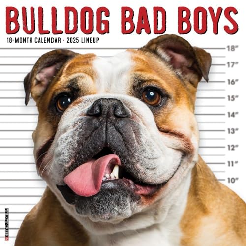 Bulldog Bad Boys 2026 12 X 12 Wall Calendar