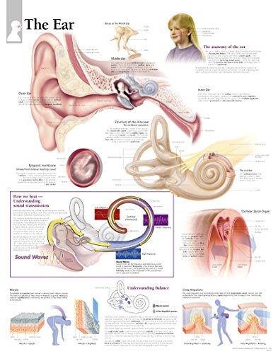 The Ear chart: Wall Chart