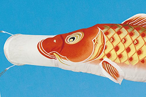 Amazon | こいのぼり 村上鯉 鯉のぼり 庭園用 6m 6点セット 黄金輝