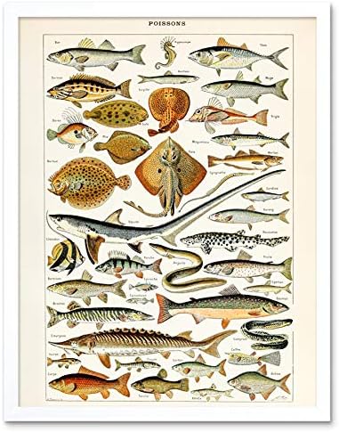 Millot Encyclopedia Page Butterflies Moths Unframed Wall Art Print Poster Home Decor Premium