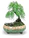 Dahlia 8.3'' Inch Large Shallow Drip Glazed Ceramic Planter/Succulent Pot/Plant Pot, Green
