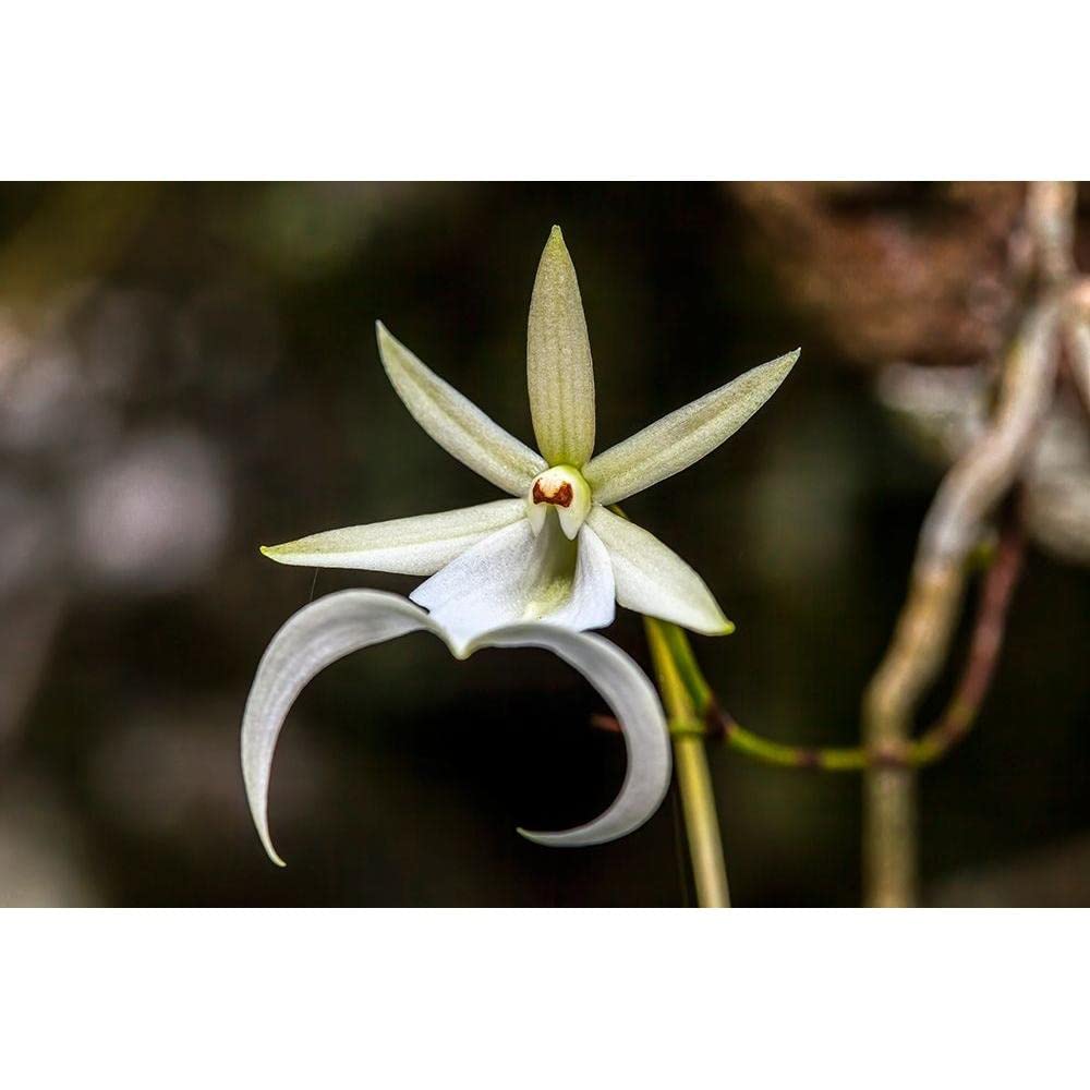 ArtDirect A rare Ghost orchid grows only in swamps in south Florida 10x7 UnFramed Art Print Poster Ready for Framing by Richardson, Larry
