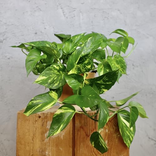 Epipremnum Pothos Aureum