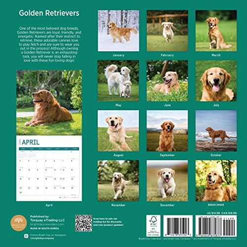 2023 Golden Retrievers Monthly Wall Calendar by Bright Day, 12 x 12 Inch, Cute Dog Puppy