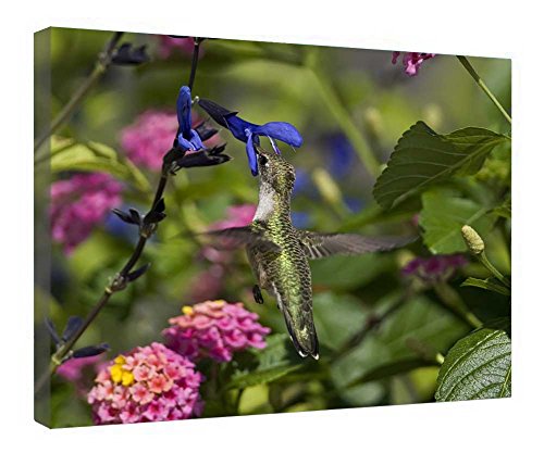Lienzo de colibrí listo para colgar con marco de madera estructural