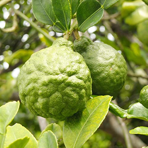 Bergamot Orange Seeds Citrus Bergamia Perennial Evergreen Edible Ornamental Bonsai Outdoor Patio 10Pcs Fruit Tree Seeds By Yegaol Garden #TOP21
