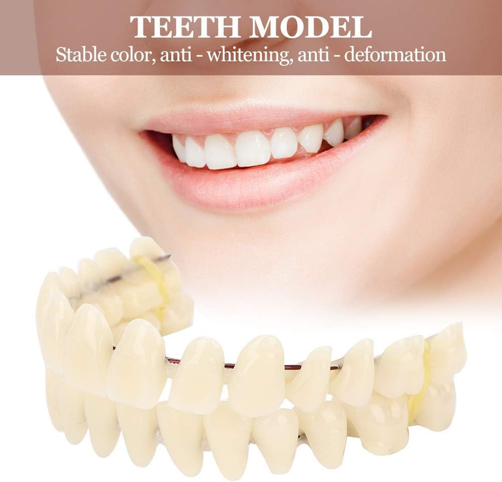 Dentaduras postizas de 10 Piezas de Resina Modelo de enseñanza de Dientes postizos Modelo Dental estándar Material didáctico Modelo de Diente de demostración estándar para Adultos
