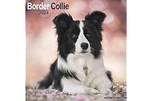 2024 Border Collie Calendar