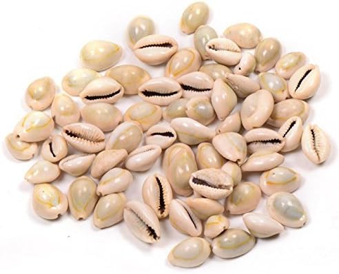 Truvic Natural Kawdi/Kaudi/Kowdi/Cowrie/Koudi Shells (Laxmi and Diwali Pooja Article, Multicolour) - Set of 101