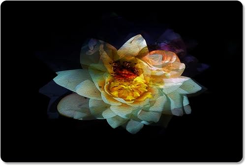 SIGOUYI Tapetes antifatiga para suelo de cocina, palmera de coco, verano, playa, Hawaii, alfombras de cocina, antideslizante, impermeable, alfombra