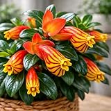 Tropicana Goldfish Starter Plant - 2 Inch Pot - Cute Indoor Nematanthus Starter Plant with Striped “Goldfish” Blooms – Gift for Fish Lovers, Small Spaces & Year-Round Color – Easy Houseplant
