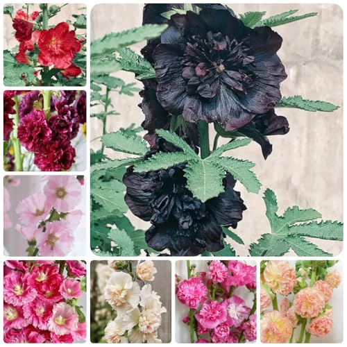 Semi di malvarosa, acquistare semi di malvarosa, da giardino resistenti 600pcs