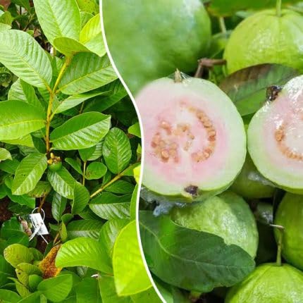 Image of Giant Vietnamese Big Size Guava Plant - Grafted Jumbo Guava Tree, Sweet Large Fruit Plant for Home Garden, Nursery Plant,CF SG55