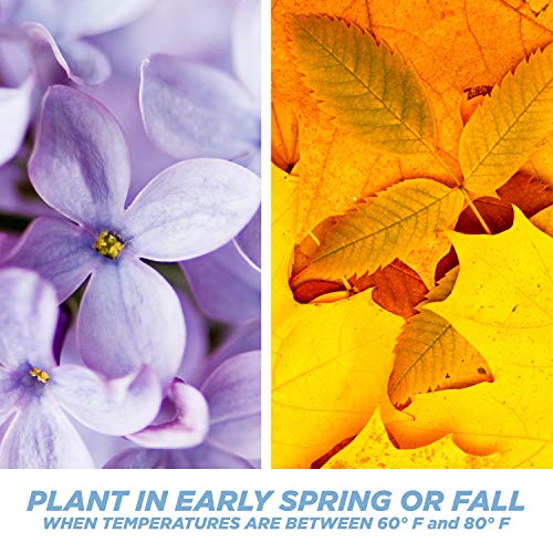 Pennington Smart Seed Perennial Rye Grass Seed, 3 Lb #TOP6