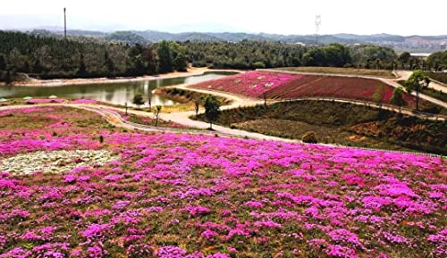 2000+ Red Creeping Thyme Seeds Beautiful Ground Cover Plants Easy To Plant And Grow Perennial Flower Landscaping Seeds For Garden #TOP3