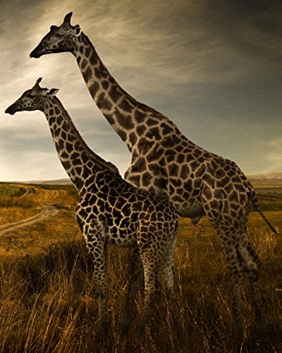 Giraffes 504 Piece Jigsaw Puzzle 16
