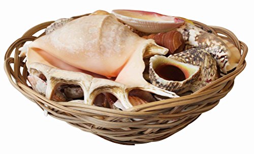 homeshop3000 Assorted Tropical Shells in a Decorative Wicker Basket 8” (20cm) - Image 2