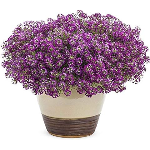 Alyssum Seeds 50+ Lobularia Maritima Organic Oriental Nights Flower Purple Wild Flower Hanging Basket Decor Seeds for Planting Garden Yard Bonsai Cover