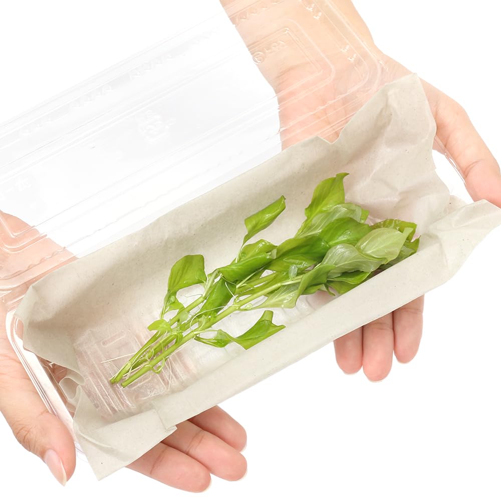 Amazon.co.jp: （水草）ルドウィジア レペンス グリーン（水中葉）（無