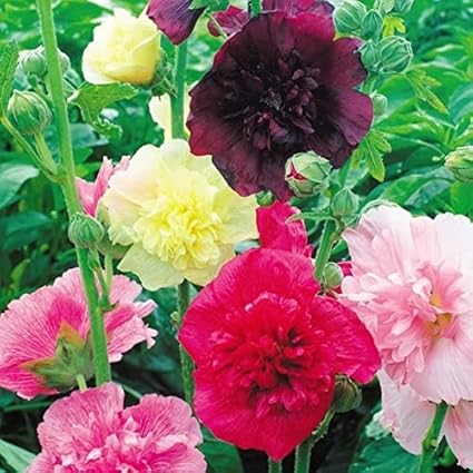 Amazon タチアオイ 種 マジョレットミックス 1袋 300mg タチオアイの種 タチオアイの花 花たね 花の種 花 種子 タネ 立葵 ホリホック アルテアロゼア 国華園 22年春商品 花 Amazon タチアオイ 種 マジョレットミックス 1袋 300mg タチオアイの種 タチオアイの花 花たね 花の種 花 種子 タネ 立葵 ホリホック アルテアロゼア 国華園 22年春商品 花