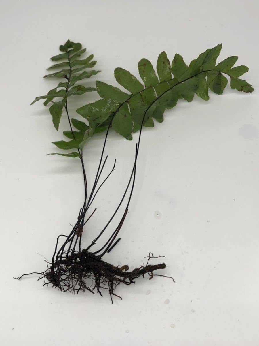 Amazon.co.jp: エビオドリ水草ファーン 3株セット シダ植物 陰性水草