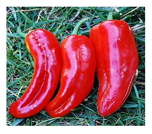 PREMIER SEEDS DIRECT Organic Sweet Pepper - Marconi RED - 60 Seeds