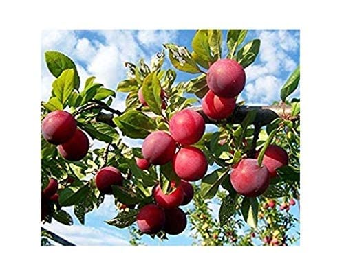 PlantaZee Aloo Bukhara Plant Fruit (Grafted) - Fruit Plants & Tree Outdoor Living Indoor Plants (B09XR551V3) Amazon Price History, Amazon Price Tracker