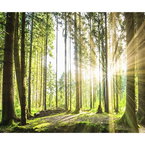 decomonkey Fototapete Wald 350x256 cm Tapete Wandbild Bild...