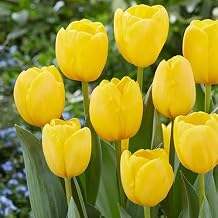 100pcs Yellow Tulip Flower Seeds