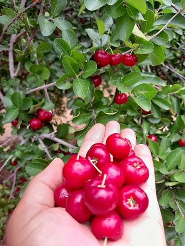 60 Sementes de Acerola para Plantio Natural do Norte de Minas Gerais