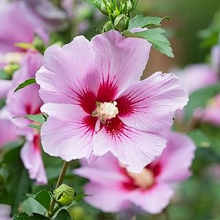 Althea Rose of Sharon Plant Live Bareroot 8-14 Inc Tall, Pink Rose of Sharon Bush Shrub, Hibiscus Syriacus Flowers