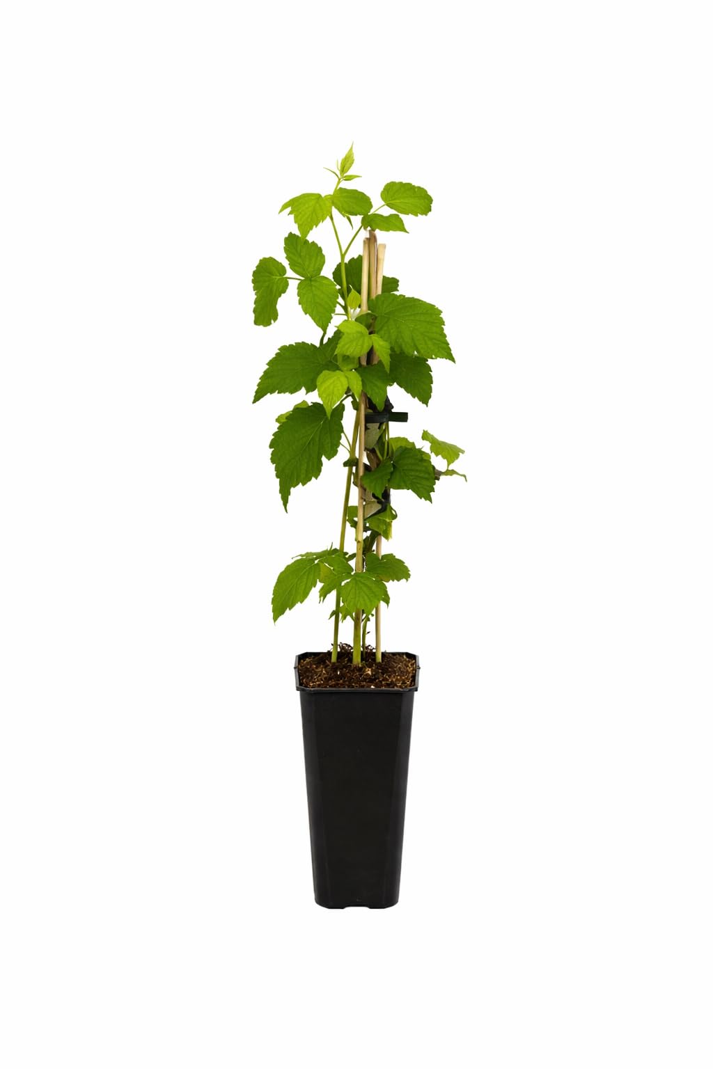 Lot De 4 Framboisiers Malling Promise - Rubus Idaeus - Grosses Framboises Sucrées D'Été - Plantes Fruitières En Pot ⌀15 Cm, 50-60 Cm