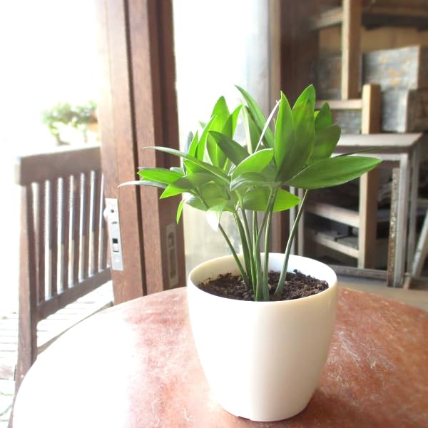 Amazon｜ナギ 梛 3.5号鉢サイズ 鉢植え 縁結びの木 縁起の良い植物 