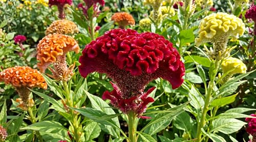Image of Low Maintenance Hybrid Flower Seeds Combo Pack- All Year Flower Seeds Supply (15 VARIETY ALL YEAR PLANTING)