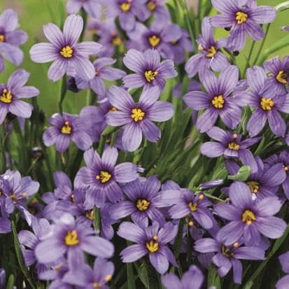 Sisyrinchium idahoense macounii Moody Blues 250 Seeds