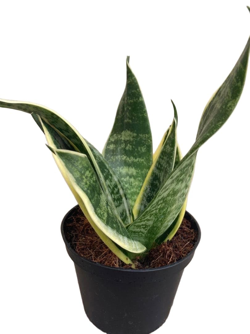 サンスベリア scimitariformis R944 v A Amazon｜サンスベリア 観葉植物｜観葉植物 オンライン通販