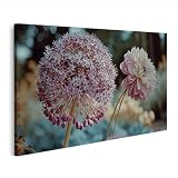 islandburner Bild auf Leinwand Zauberhafte Allium-Blüte Wandbild Wohnzimmer Perfekt für Naturliebhaber - Edition H2