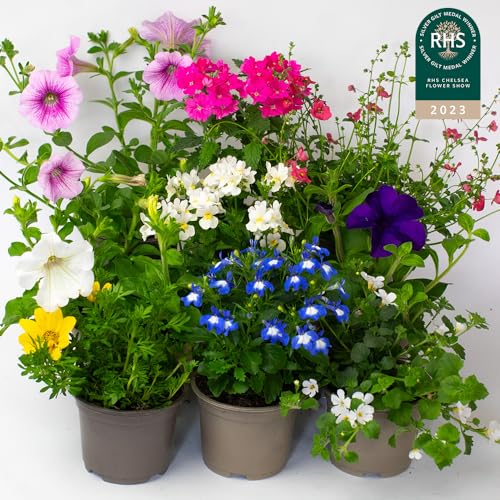 9 x Flowering Bedding Plants - Grow Your own Summer Flowering Bedding, Garden Ready & Each Delivered in Plant Pot, Outdoor Plants Great for Hanging Basket or Gifts