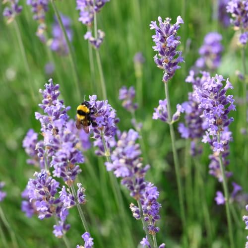 Lavender 'Hidcote' - Hardy Shrub - Garden Flowering - Scented Gardens - Patio, Border or Edging Display - Nectar-Rich Flowers Attract Bees - 12x 9cms Pot by Thompson and Morgan (12)