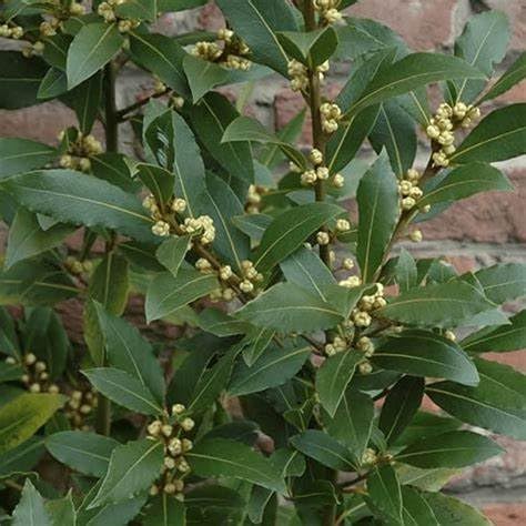 Bay Tree (Laurus Nobilis) Garden Shrubs & Bushes - Evergreen, Flowering & Low Maintenance Plants by Park Farm Plants