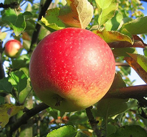 Jonagold, Winterapfel, Apfel als Buschbaum ca. 110-140 cm im 10 Liter Topf, M 26